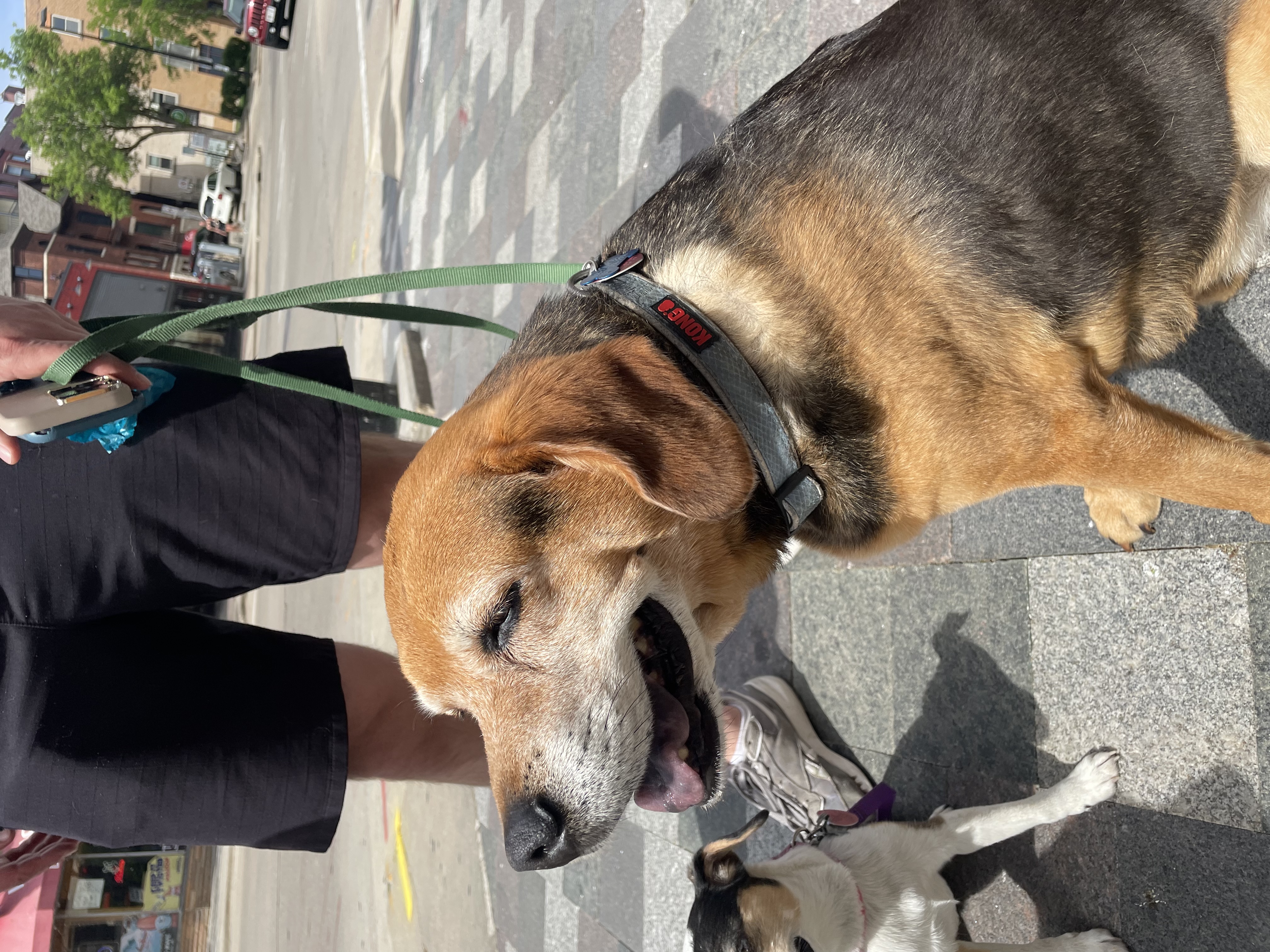 Animal photograph from field notes